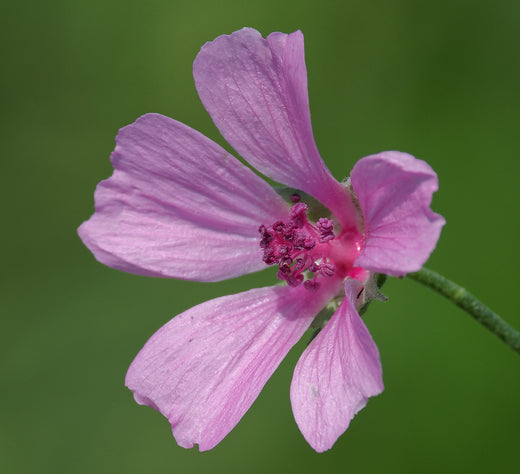 Så- og pasningsvejledning til Althaea cannabina - Hampbladet Stokrose