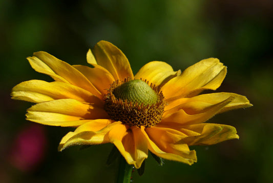 Såvejledning for Solhat - rudbeckia 'Prairie Sun'