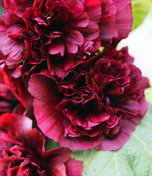 Såvejledning for 'Chater's Double Maroon' stokrose