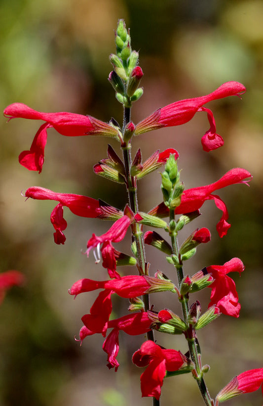 Såvejledning for Salvia coccinea - Blodsalvie