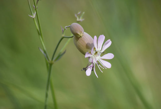 Så- og pasningsvejledning til Silene vulgaris - Blæresmelde