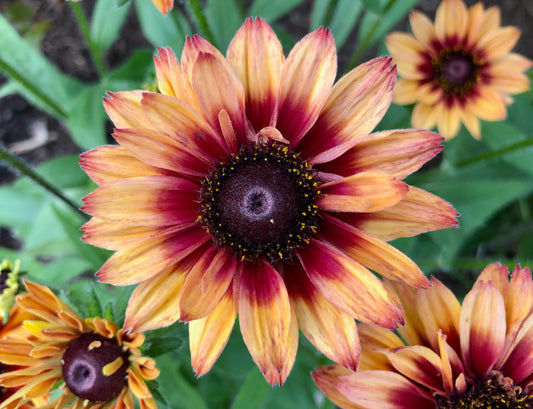 Såvejledning for Solhat - Rudbeckia hirta var. pulcherrima 'Sahara'