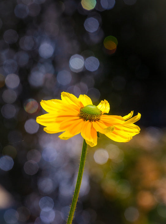 Såvejledning for Solhat -  Rudbeckia 'Amarillo Gold'