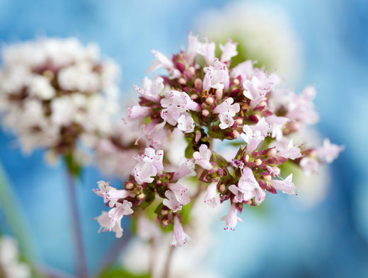 Så- og pasningsvejledning til Origanum vulgare - Vild Merian