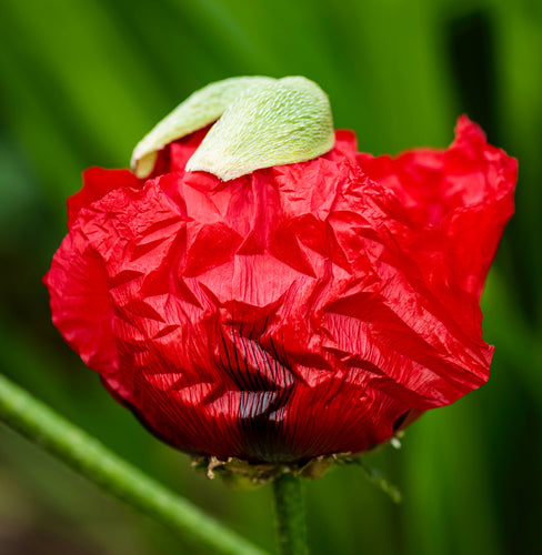 Så- og pasningsvejledning til Papaver orientale - Beauty of Livermere