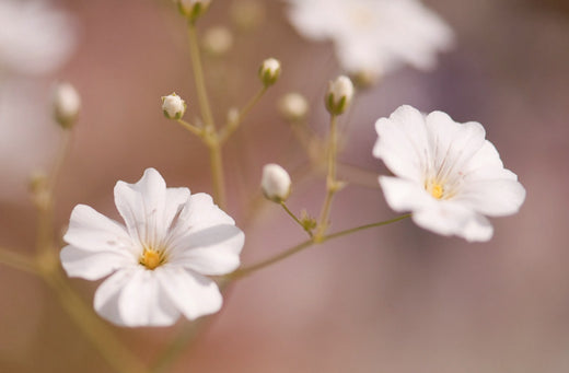 Så- og pasningsvejledning til Storblomstret brudeslør - Gypsophila elegans