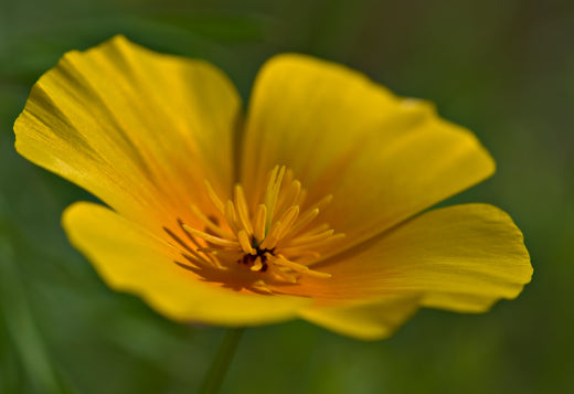 Så- og pasningsvejledning til Californisk valmue mix - Eschscholzia californica