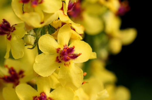 Så- og pasningsvejledning til Mørk Kongelys - Verbascum nigrum
