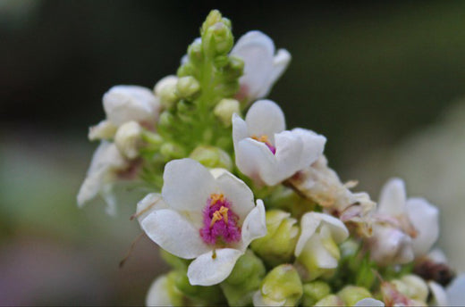 Så- og pasningsvejledning til Hvid Mørk Kongelys - Verbascum nigrum 'Alba'