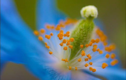 Såvejledning & pasningsvejledning til Himalayan blue poppy (Meconopsis betonicifolia)