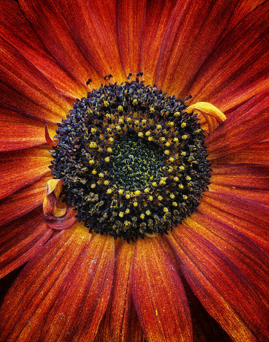 Så- og pasningsvejledning til Solsikke 'Earth Walker' - Helianthus annuus 'Earth Walker'