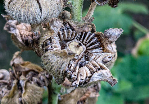 Indsaml selv frø fra stokroser, sådan gør du og du skal vide at...