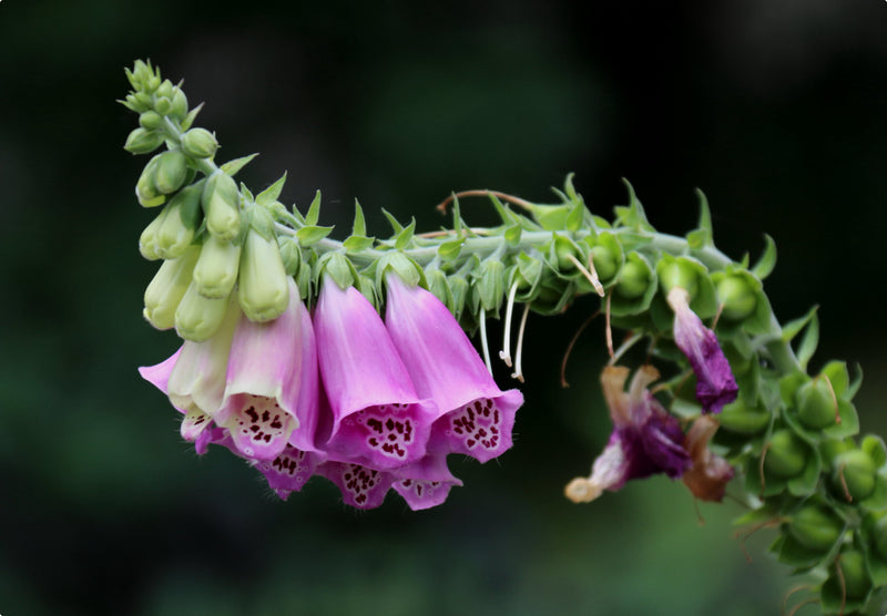 Indsamling af frø fra fingerbøl (digitalis)