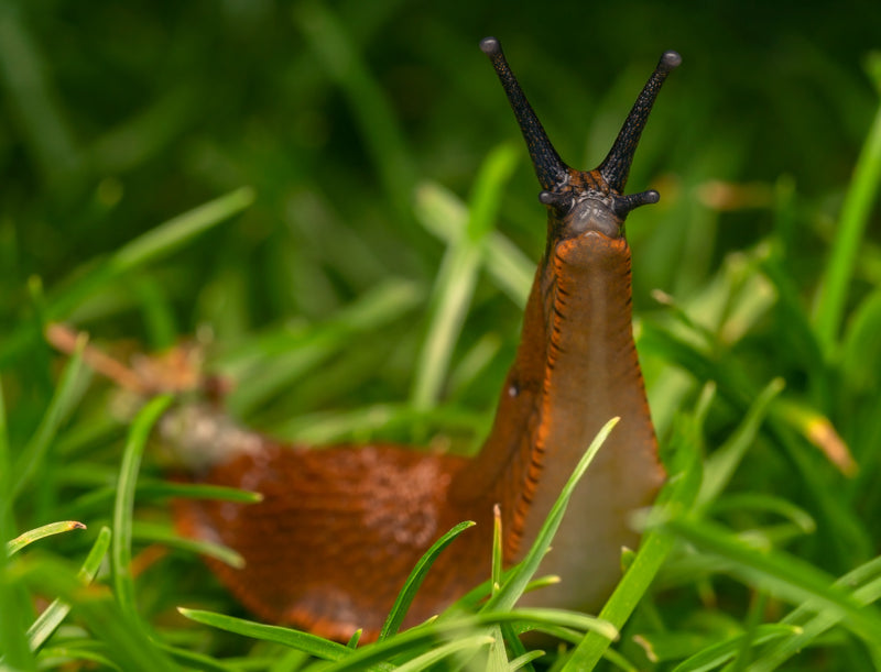 Dræbersnegle! ; Sådan begrænser du den iberiske skovsnegl i haven