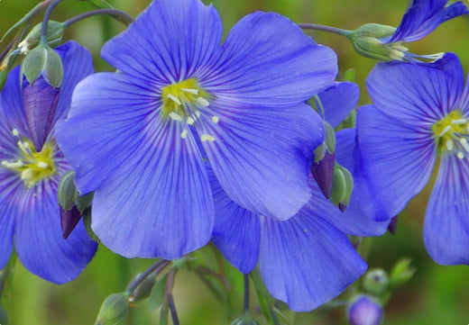 Så- og pasningsvejledning for Linum usitatissimum - Almindelig Hør