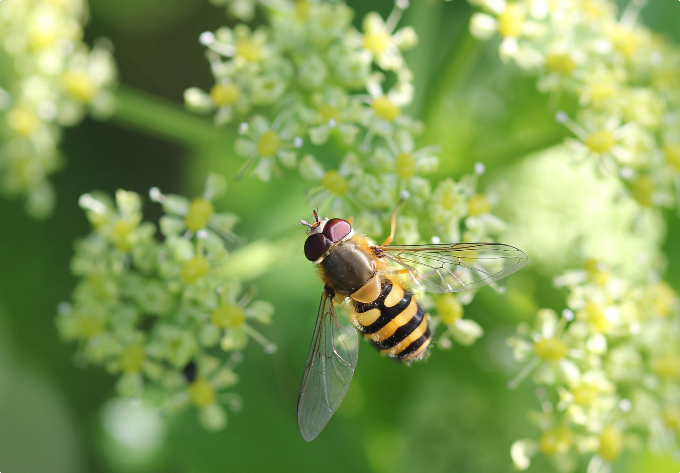 April nyhedsbrev: Forår i Fokus med Biblomst.dk