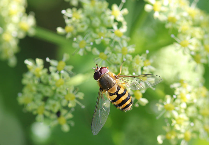 April nyhedsbrev: Forår i Fokus med Biblomst.dk