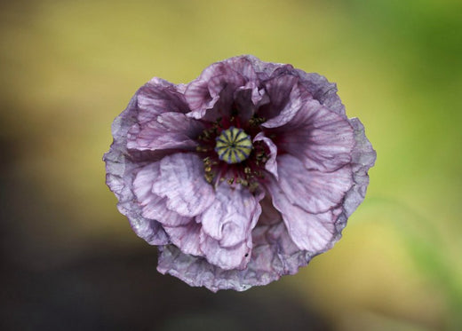 Så- og pasningsvejledning til Valmue 'Amazing Grey' - Papaver rhoeas
