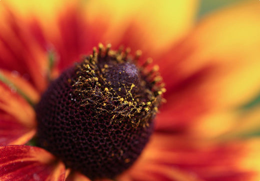 Så- og pasningsvejledning for solhat 'Rustic Dwarf' - Rudbeckia hirta