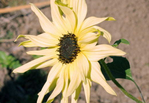 Så- og pasningsvejledning for Helianthus debilis - Solsikke 'Vanilla Ice'