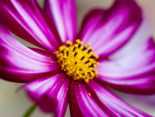 Så- og pasningsvejledning til Cosmos 'Candy Stripe' - Cosmos bipinnatus 'Candy Stripe'