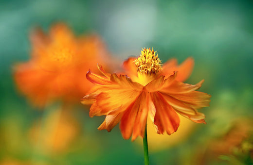 Så- og pasningsvejledning til Cosmos 'Bright Lights' - Cosmos sulphureus 'Bright Lights'