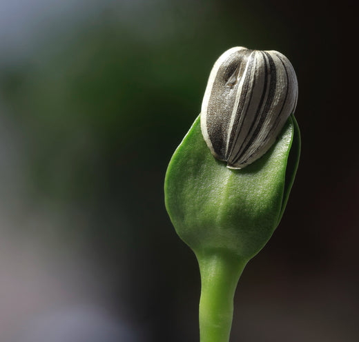 Så- og pasningsvejledning til Solsikke 'Russian Mammoth' - Helianthus annuus 'Russian Mammoth'