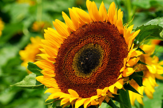 Så- og pasningsvejledning til Solsikke 'Taiyo' - Helianthus annuus 'Taiyo'