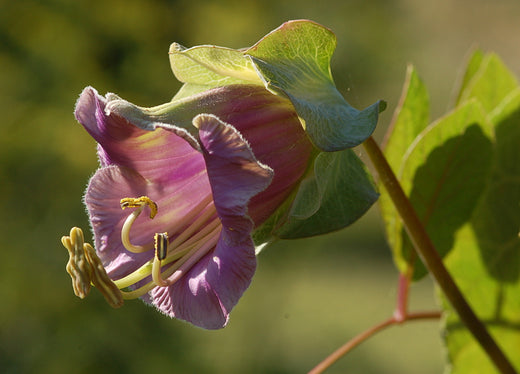 Så- og pasningsvejledning til Klokkeranke Mix - Cobaea scandens