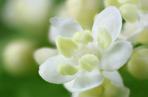 Så- og pasningsvejledning til Hyld - Sambucus nigra