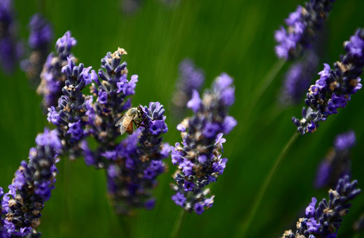 Så- og pasningsvejledning til Lavendel 'Munstead' - Lavandula angustifolia 'Munstead'