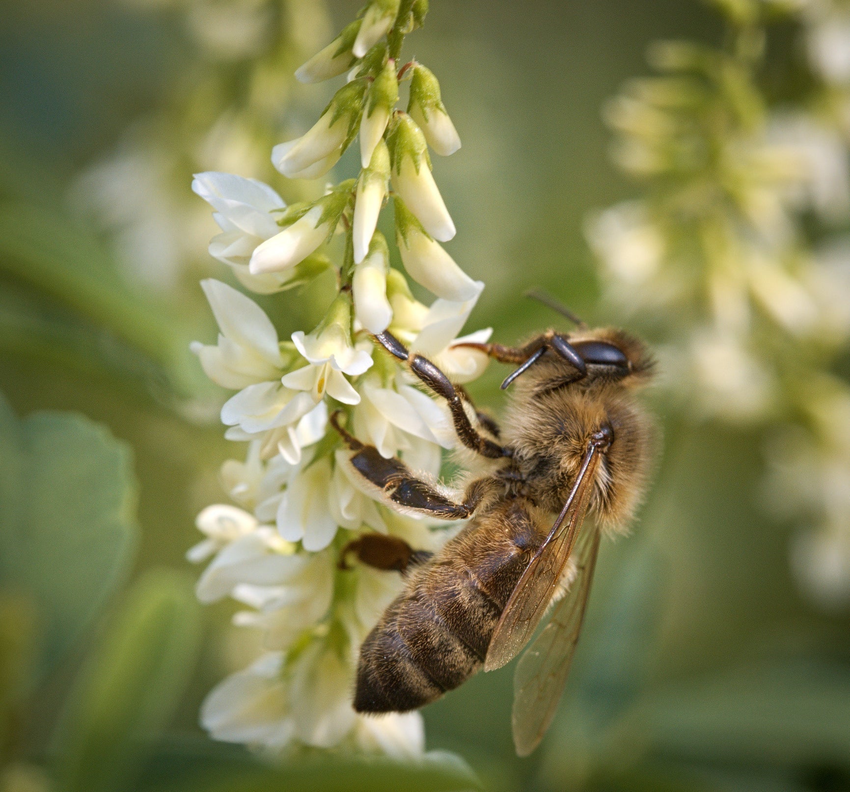 Så- og pasningsvejledning for Hvid Stenkløver - Melilotus albus