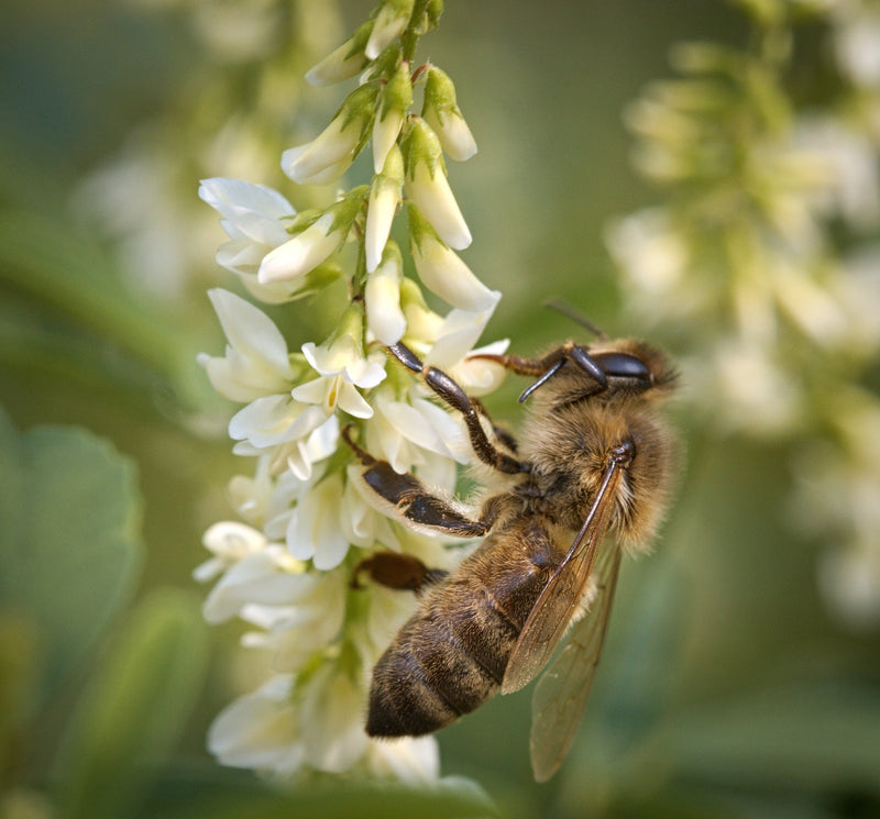 Så- og pasningsvejledning for Hvid Stenkløver - Melilotus albus