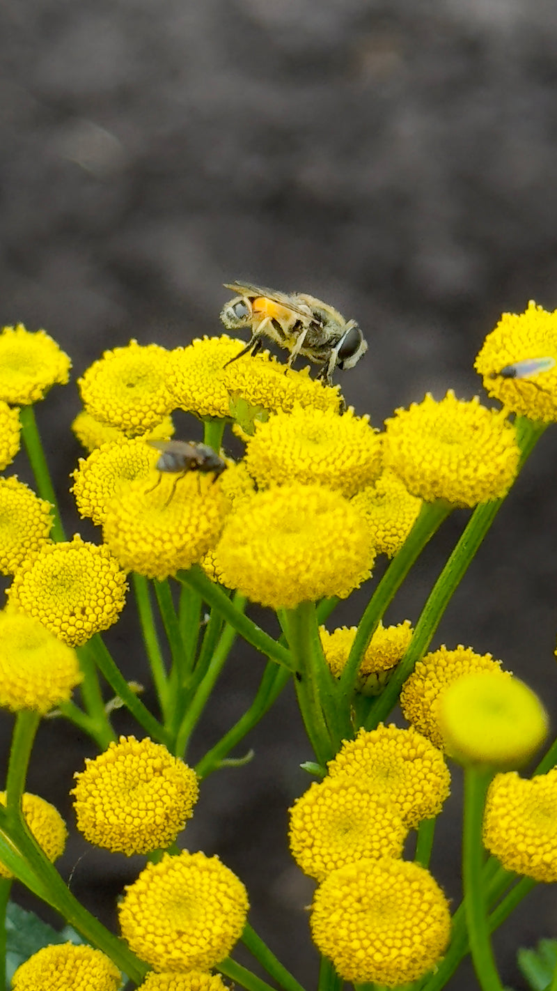 Hvordan laver man egentligt en god bestøverhave? Step-by-step