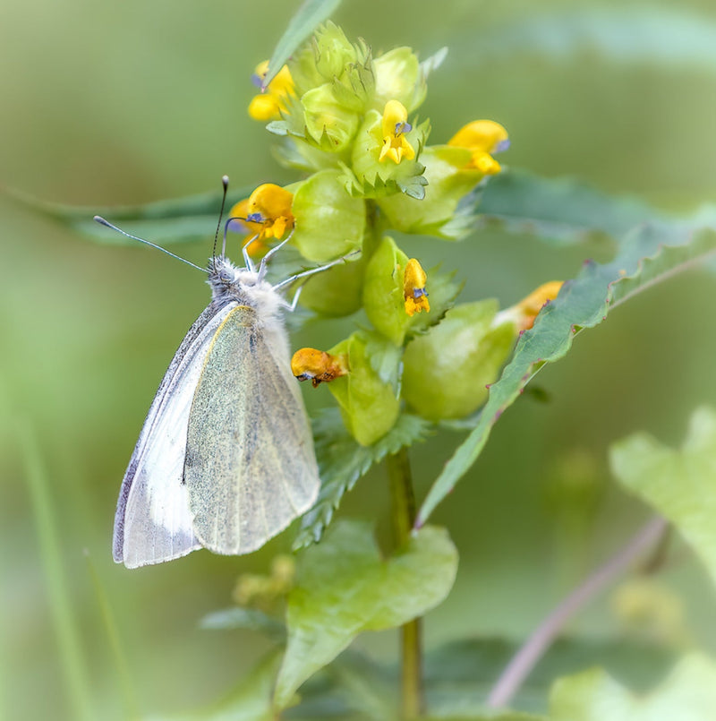 Vi bliver ofte spurgt om, man bare kan strø blomsterfrø ud på en græsplæne, og så forvente at få en frodig blomster eng...