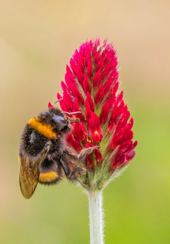 Så- og pasningsvejledning for Blodkløver – Trifolium incarnatum