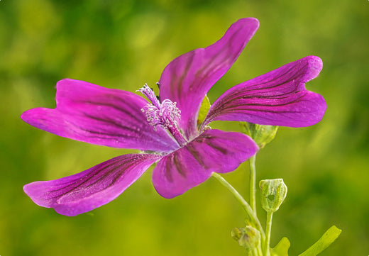 Så- og pasningsvejledning for Malva sylvestris - Katost