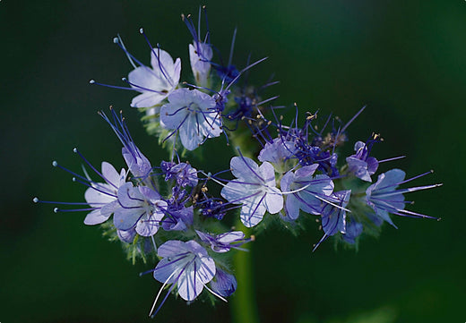 Så- og pasningsvejledning for Phacelia tanacetifolia - Honningurt