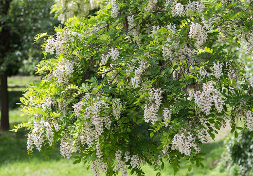 Så- og pasningsvejledning for robinie - Robinia pseudoacacia