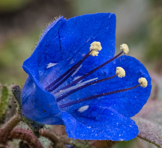 Klokke Honningurt - Phacelia campanularia