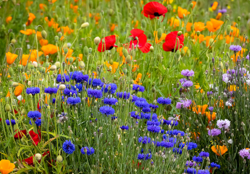 Den vitale rolle af blomsterfrø i fremme af havens mikroøkosystemer
