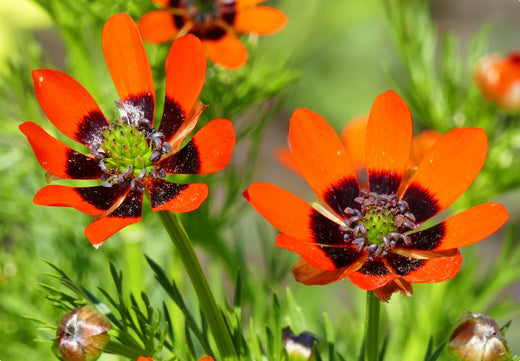 Så- og pasningsvejledning for Sommeradonis – Adonis aestivalis
