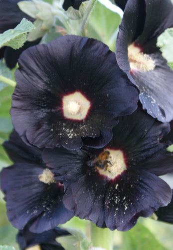 Så- og pasningsvejledning for Sort Stokrose - Alcea rosea nigra