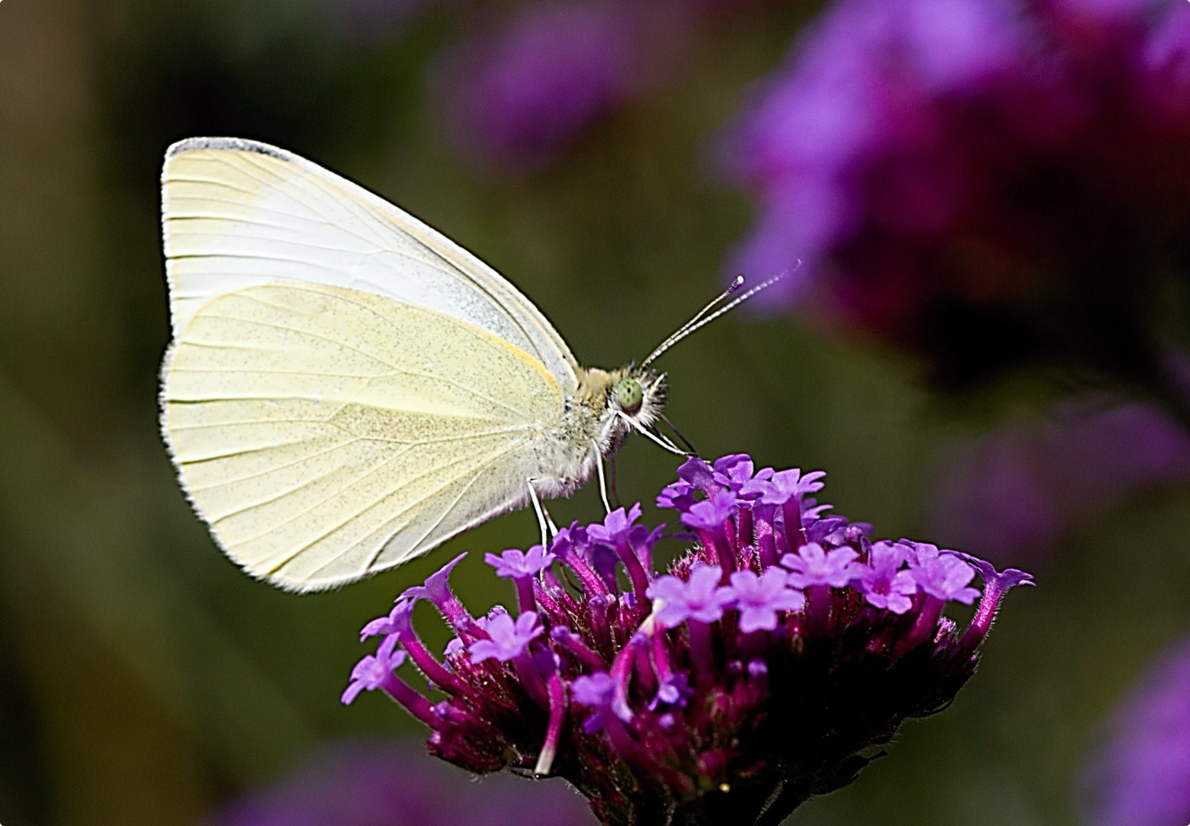 Indsamling af frø fra kæmpe verbena