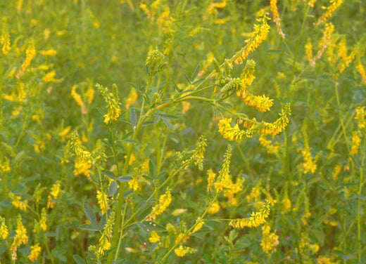 Så- og pasningsvejledning for gul stenkløver - Melilotus officinalis