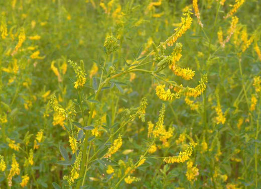 Så- og pasningsvejledning for gul stenkløver - Melilotus officinalis