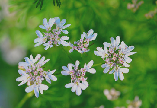 Så- og pasningsvejledning til Koriander - Coriandrum sativum