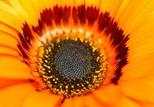 Så- og pasningsvejledning for Venidium fastuosum - Antilopeøje 'Orange Prince'