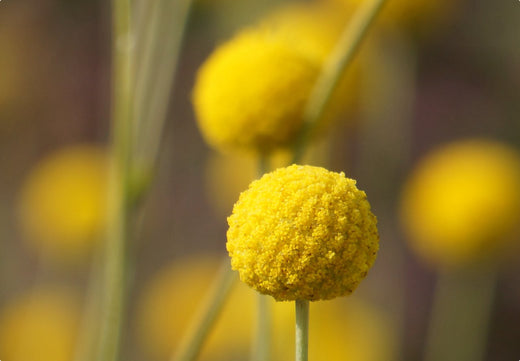 Så- og pasningsvejledning for Craspedia globosa - Trommestikker