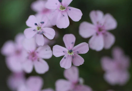 Så- og pasningsvejledning til Sæbeurt - Saponaria vaccaria